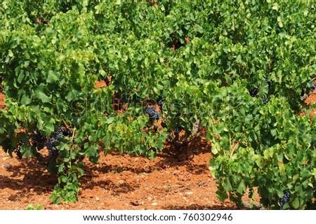 grapes, wine, grape vines - Spain