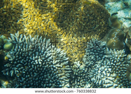 Hard coral reef in shallow sea