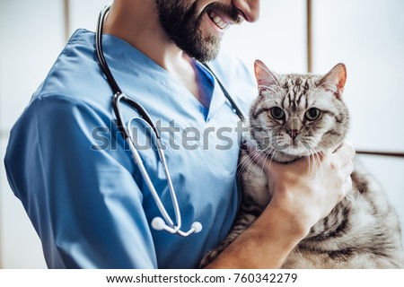 Cropped image of handsome male doctor veterinarian with stethoscope is holding cute grey cat on hands at vet clinic and smiling. Royalty-Free Stock Photo #760342279