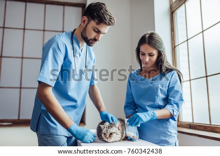Handsome male doctor veterinarian and his attractive assistant are examining cute grey cat at vet clinic. Rewinding cat's paw by bandage.