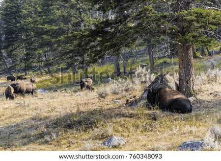 Yellowstone National Park, Park County, Wyoming, United States. American bison in the Lamar Valley.