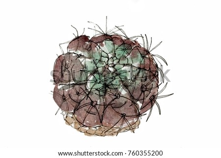 Cactus in watercolor (gymnocalycium pflanzii )
