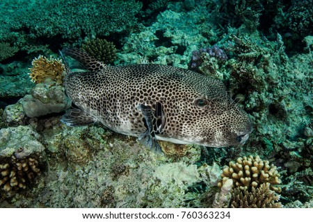 Arothron stellatus, also known as the stellate puffer, starry puffer, or starry toadfish