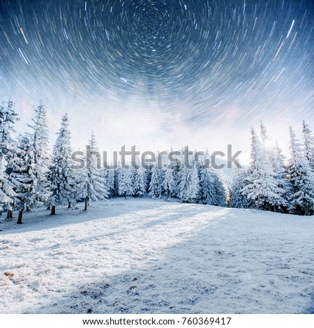 Dairy Star Trek in the winter woods. Dramatic and picturesque scene. In anticipation of the holiday. Carpathian, Ukraine, Europe