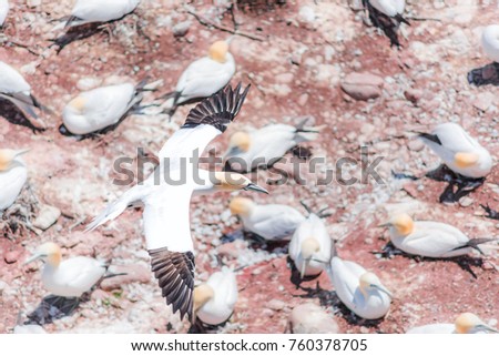 Aerial flat top view of white Gannet bird colony nesting on cliff on Bonaventure Island in Perce, Quebec, Canada by Gaspesie, Gaspe, one morus flying above ground searching for partner mate