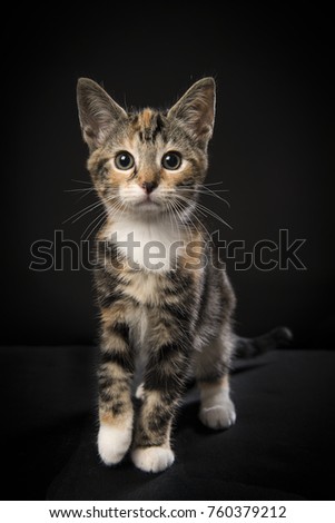 Pretty tortoiseshell kitten walking towards you seen from the front on a black background