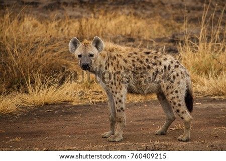 Spotted hyena in the savannah Royalty-Free Stock Photo #760409215