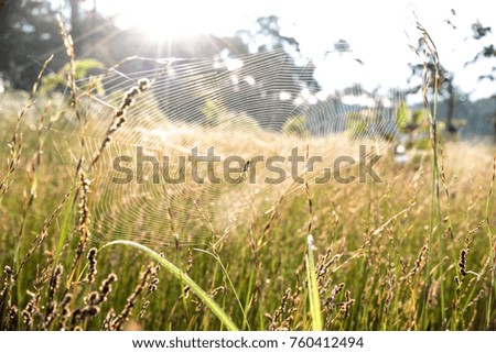 Big spider feeds insects captured on web with sunlight.