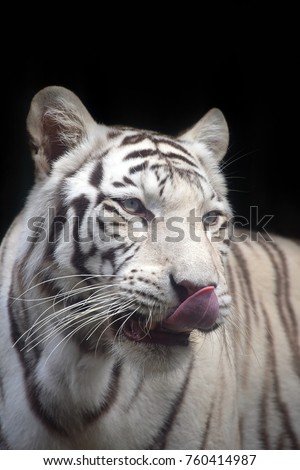 Close up front portrait of one white tiger looking at camera over black background, mouth open, tongue out and licking, low angle view