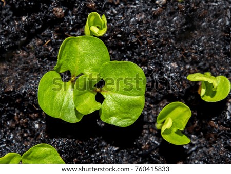 Freshness new life, leaves of young plant seeding in nature