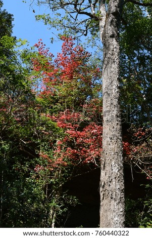 The maple tree in Thailand