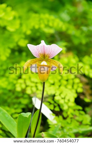 Beautiful Orchid flower in the garden