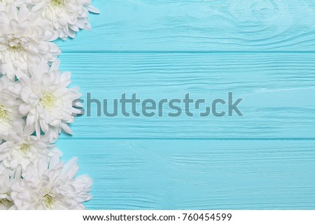 Flowers on a blue background,chrysanthemums