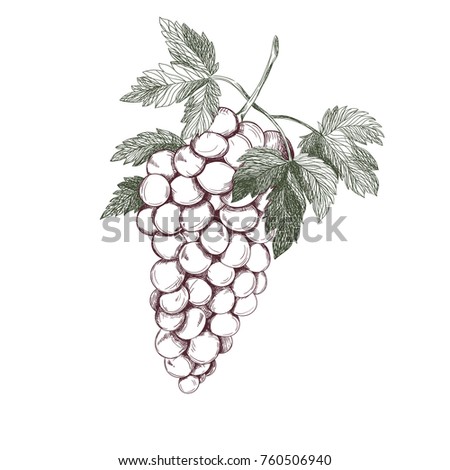Hand drawn bunch of grapes. Vector illustration.