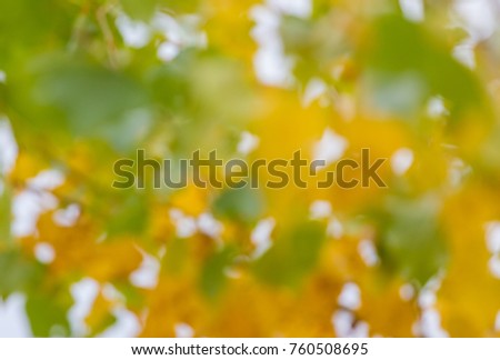 Autumn blurred abstract background. Blurry bright yellow and green leaves.