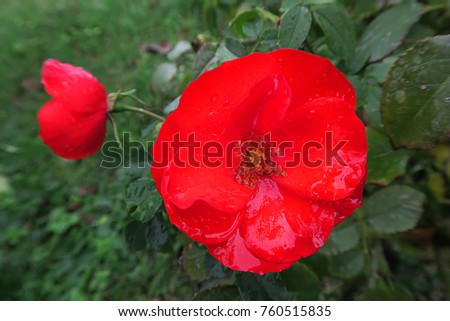 beautiful red garden roses with dew drops or raindrops , amazing proof of love and life and splendor by the Creator