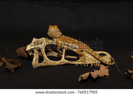 The lizard sitting on a skull