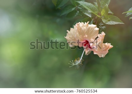 Sweet Hibiscus Flower hanging on tree, soft focus on natural bokeh background. Hibiscus Flower blooming on tree