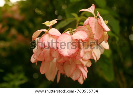 beautiful fresh pink  flowers hanging