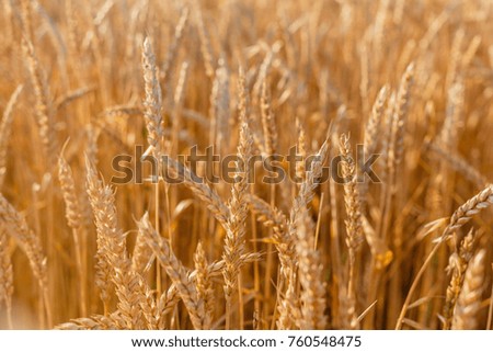 Field of ripe wheat background. Ears of ripe wheat in a field close up