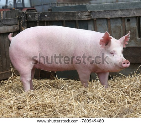 Side view portrait of a pink colored pig sow