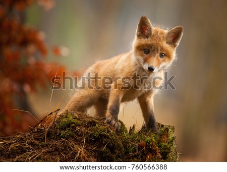 A young fox shot in a forest.