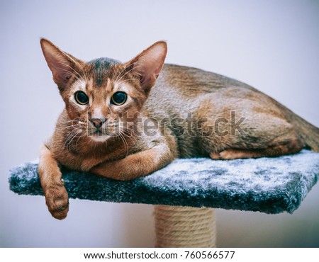 Abyssinian cat classic wild color portrait close-up, Abyssinian cat with a predatory look