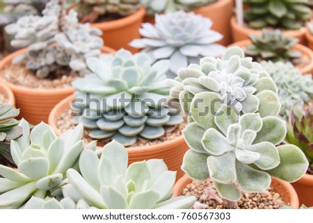 various types of succulent in flower pots in the greenhouse. Closeup, selective focus