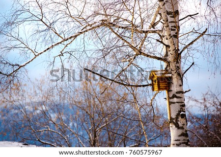 the birdhouse hangs on the birch