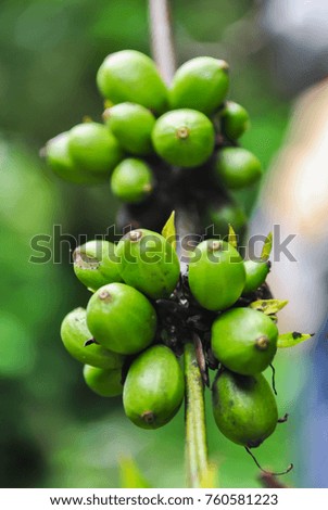 Closeup of raw coffee berries