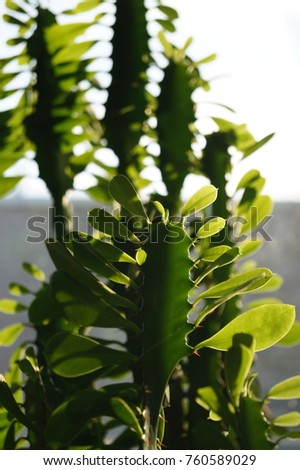 Green leaves of Euphorbia trigona, closeup on a window background. Spurge room.