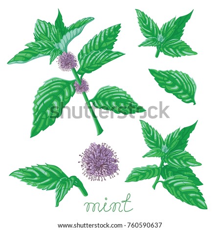 Mint hand sketch vector illustration. Hand drawn botanical sketch style. Good for using in packaging - tea, oil, cosmetics etc.