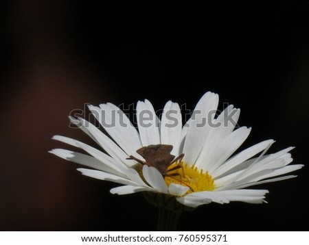 The strong scent of daisy attracts all kinds of insect, even bedbugs whose disgusting smell scares any delicate person
