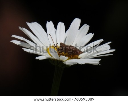 The strong scent of daisy attracts all kinds of insect, even bedbugs whose disgusting smell scares any delicate person