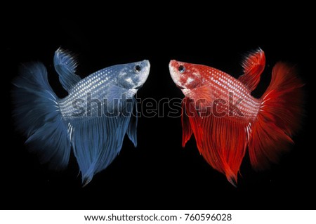 beautiful betta fish movement