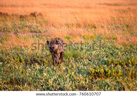 Hyena in Zambia's Liuwa Plains National Park