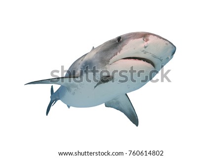 Tiger Shark Isolated on White Background