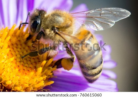 Bee on a flower close up Royalty-Free Stock Photo #760615060