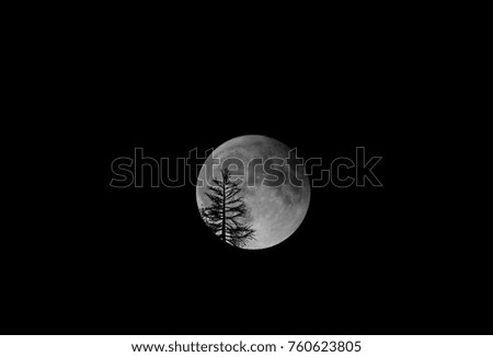 Tree silhouetted in front of a full moon at night