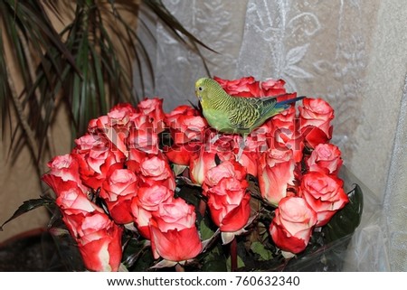 wavy green parrot sits on the petals of red roses
