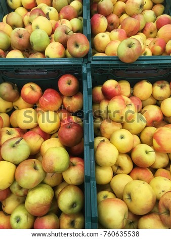 apple harvest. many apples. apples from the tree. autumn harvest with apples