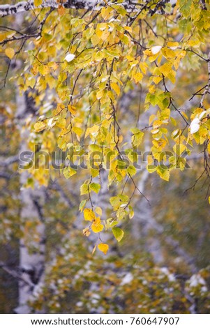 Yellow and green leaves of the tree, birches covered with white, clean, fluffy snow, house in a city yard, falling snow. The first snow in the autumn, in October. Autumn and winter background