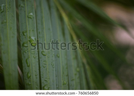 Wet palm leaf close up with rain drops