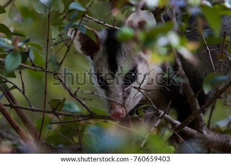 White eared opossum (Didelphis albiventris) hidden on a branch of Brazilian cherry (Eugenia uniflora). Brazil.