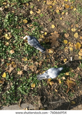 pigeons in the city park walk in autumn