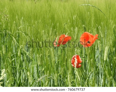 poppy in a field of spelled