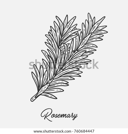 Rosemary herb spice leaves, a bunch of herb, hand drawn vector sketch illustration