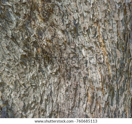 Macro Photograph of Silver Gray/Grey Tree Bark Background.