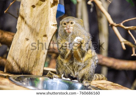 A monkey sitting on a tree and eating.