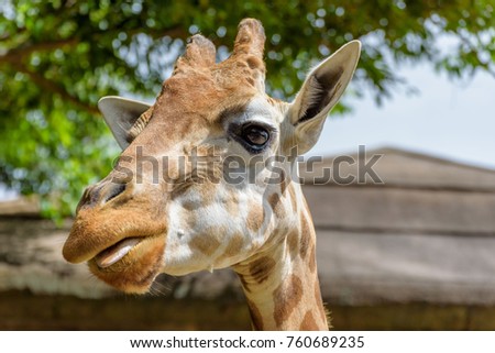 Close up portrait of a funny giraffe